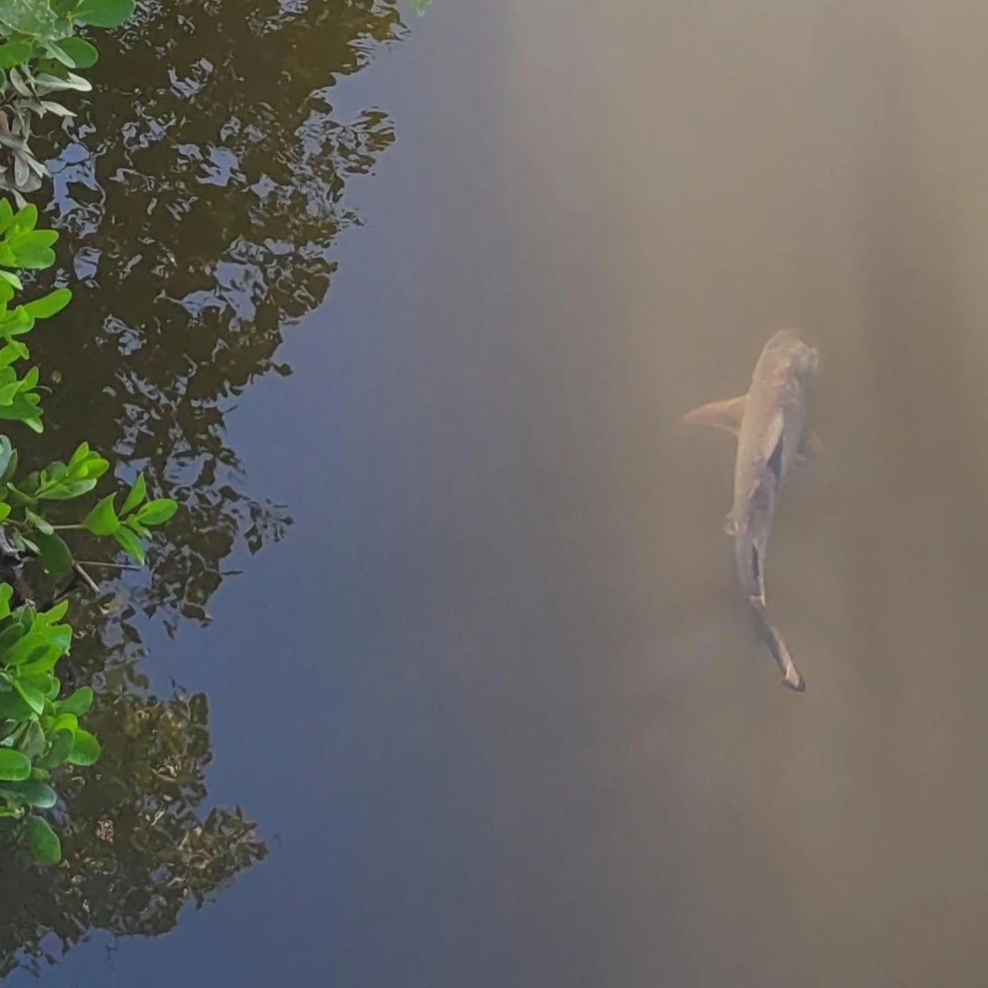 Toombul shark sightings