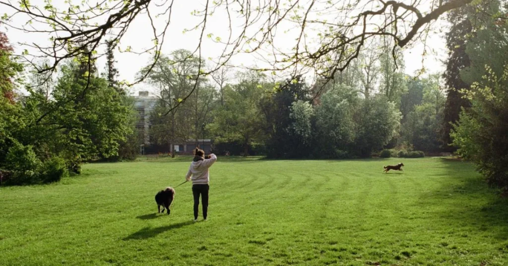 dog owners