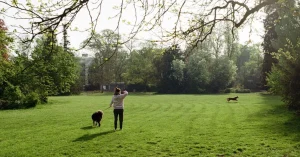 dog owners